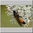 Cosmoconus nigriventris - Schlupfwespe w01a 10mm - OS-Hellern Wiese det06.jpg